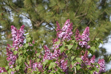 Blooming Lilacs