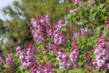 Blooming Lilacs