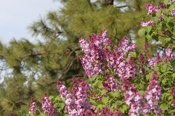 Blooming Lilacs