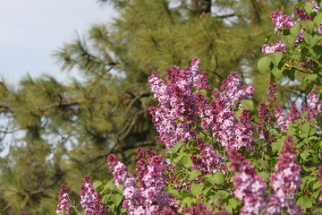 Blooming Lilacs