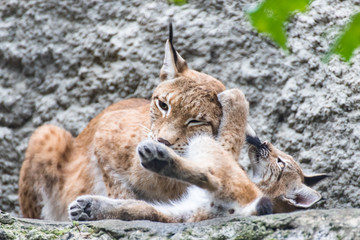 Lynx with cub
