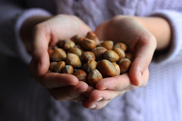  a handful of hazelnuts in female hands on a light background  