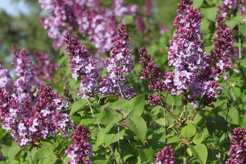 Blooming Lilacs