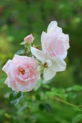 a blooming rose New Dawn with porcelain and pink flowers