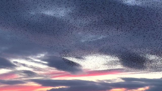 Starling murmurations against the sunset at Tarn sike nature reserve Cumbria UK
