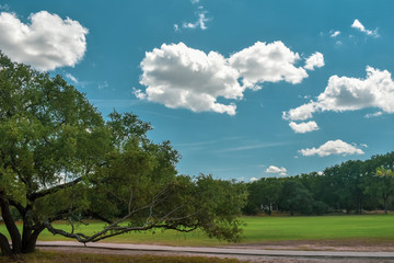 oak tree and it's branches
