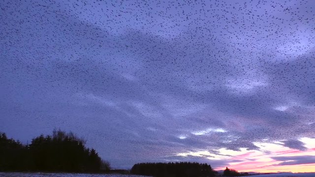 Starling murmurations against the sunset at Tarn sike nature reserve Cumbria UK