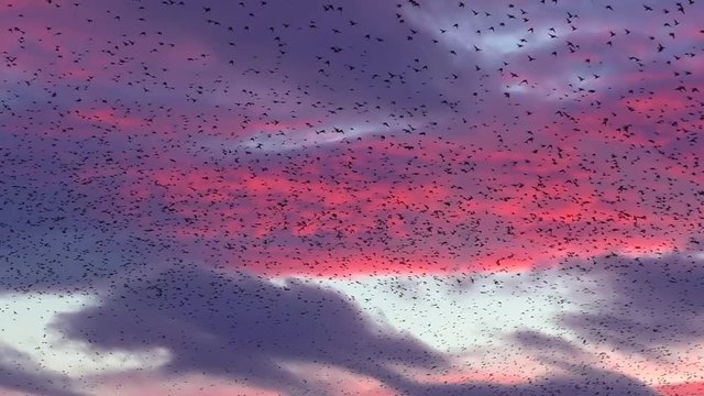 Starling murmurations against the sunset at Tarn sike nature reserve Cumbria UK
