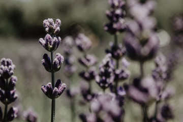 Fototapeta premium Lavender