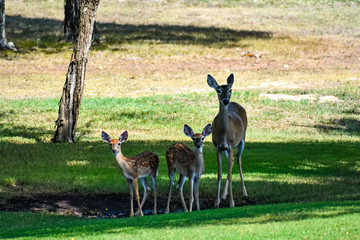 Doe and Her fawns getting a drink