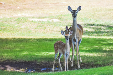 Doe and Her fawns getting a drink