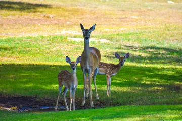 Doe and Her fawns getting a drink