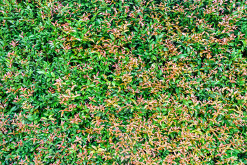 Syzygium Australe (J.C.Wendl. ex Link) B.Hyland plant fence. It is also called Australian Rose Apple, Brush Cherry, Scrub Cherry, Creek Lilly-pilly, Creek Satinash and Watergum.