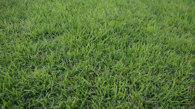 Close up green grass in the wind in Meadow on light sun morning. left to rigth movement
