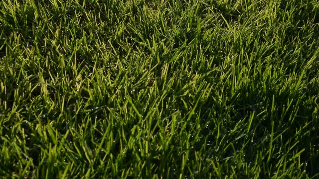Close up green grass in the wind in Meadow on light sun morning.rigth to left movement