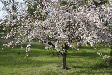 Apple and Pear Blossoms