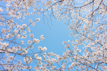 Cherry blossom or Sakura flowers with blue sky. They are in Osaka Japanese Castle park, Japan.