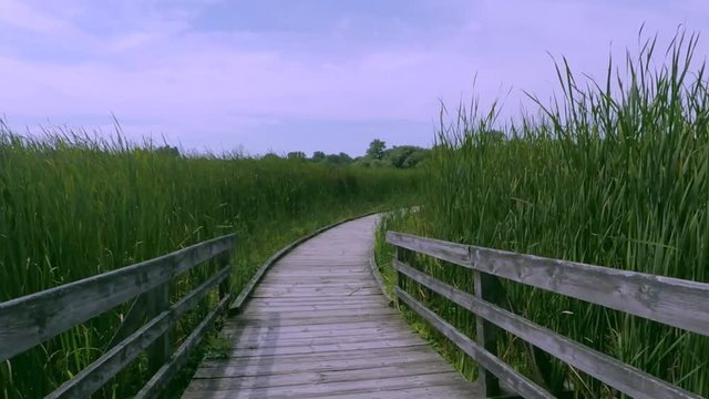 Walking on boardwalk surrounded by marshlands.