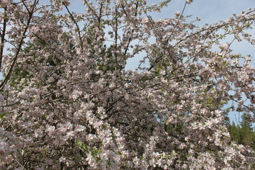 Apple and Pear Blossoms