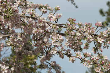 Apple and Pear Blossoms
