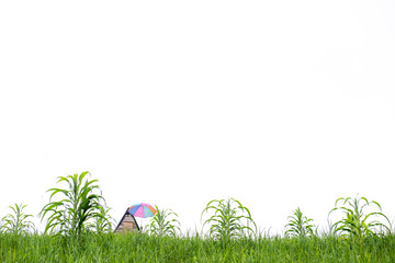  Green plant and copy space