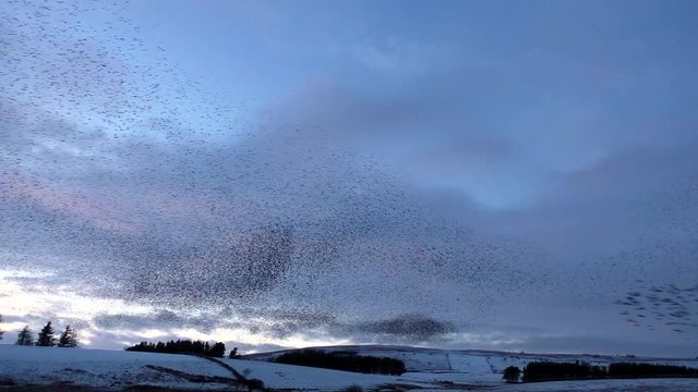 Starling murmurations with sparrowhawk hunting them at Tarn sike nature reserve Cumbria UK