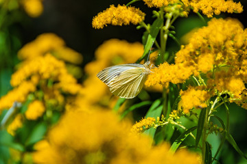 A Butterfly on a flower