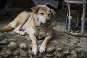 The brown Dog on on floor stone
