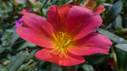 A Close-up of a Purslane Flower