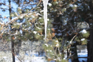 Dripping Icicle