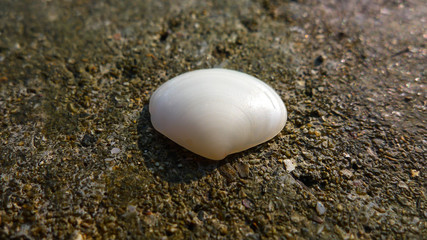 A Smooth and White Shell on the Beach