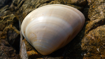 A Smooth and White Shell on the Beach