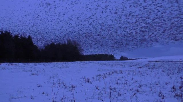 Starling leaving the roost in the morning at Tarn sike nature reserve Cumbria UK