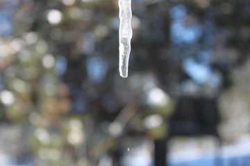 Dripping Icicle