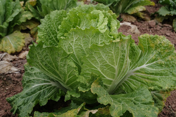 A Fresh Green Chinese Cabbage in the Field