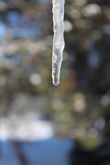 Dripping Icicle