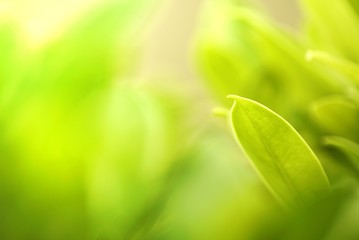 Fototapeta na wymiar green leaf macro shot with dreamy day light soft focus background
