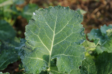 A Close-up of a Green Vegetables in the Fields