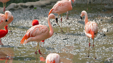 Chilean flamingo Phoenicopterus chilensis
