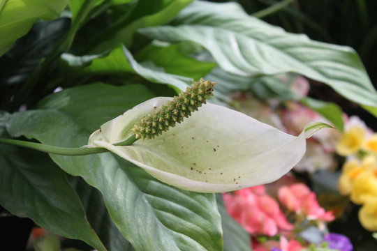 Flowers
