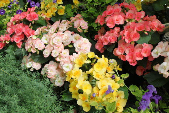 Flowers