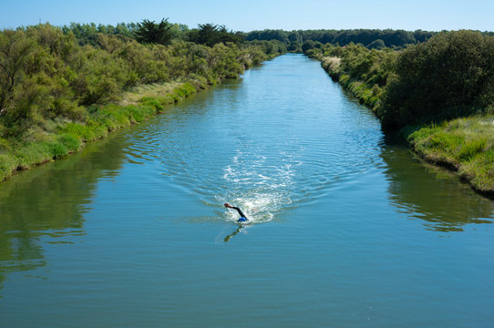 Man open water swimming front crawling a river in Vendee France