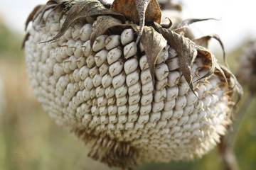 sunflower ready to be harvested, seeds