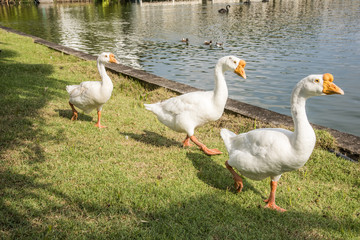 goose walking on green grass