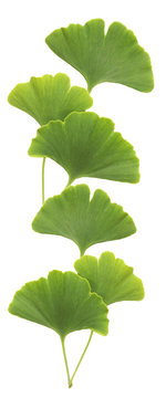 Ginkgo Leaves Isolated On White Background