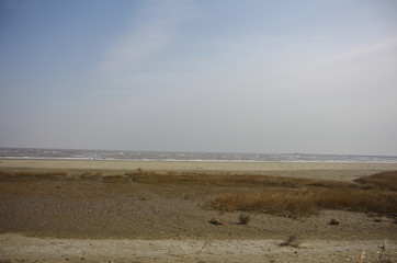 View of Beach and Weed
