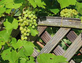 Fresh green grapes on old wooden fence background with copy space