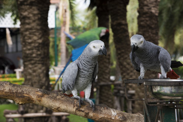 Gray African Parrot