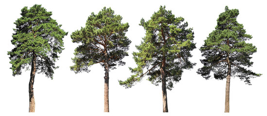 Pine, spruce, fir. Coniferous forest. Set of isolated trees on white background © nosyrevy