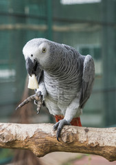 Gray African Parrot © Eak Ekkachai